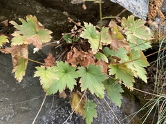 Heuchera micrantha diversifolia