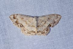 Scopula propinquaria