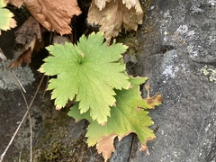 Heuchera micrantha diversifolia