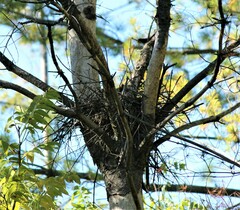 Sciurus carolinensis