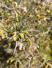 Adesmia microphylla