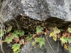 Heuchera micrantha diversifolia