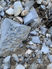 Acmaeodera disjuncta