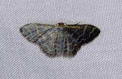 Idaea costiguttata