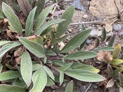 Phacelia leptosepala