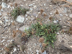 Phacelia leptosepala
