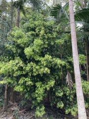 Podocarpus elatus
