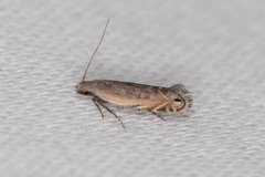 Battaristis nigratomella