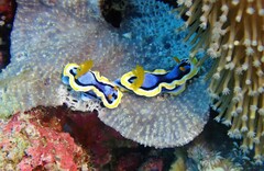 Chromodoris annae