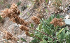 Phacelia leptosepala