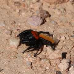 Phidippus apacheanus