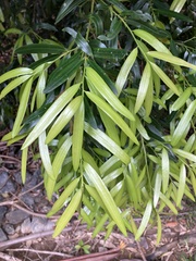 Podocarpus elatus
