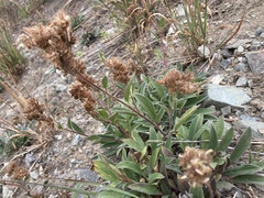 Phacelia leptosepala