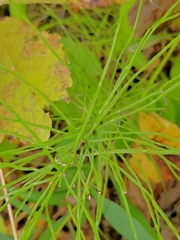 Equisetum