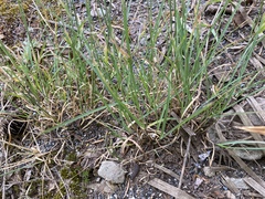 Poa secunda