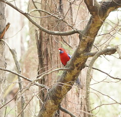 Platycercus elegans elegans