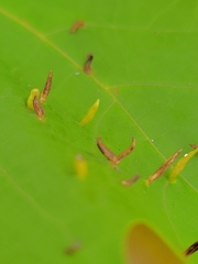 Vasates aceriscrumena