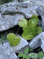 Begonia uniflora
