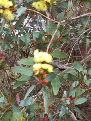 Eucalyptus preissiana
