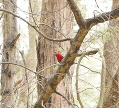 Platycercus elegans elegans