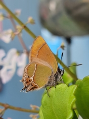 Callophrys xami