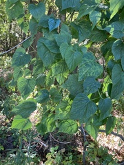 Ampelopsis cordata