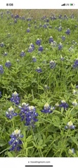 Lupinus texensis