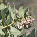 Arctostaphylos glandulosa - Photo (c) Laura Camp,  זכויות יוצרים חלקיות (CC BY-NC)