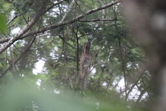 Nyctibius jamaicensis