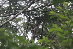 Nyctibius jamaicensis