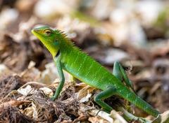 Calotes calotes