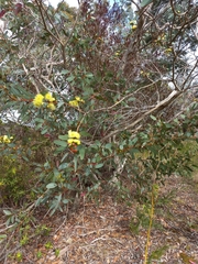 Eucalyptus preissiana