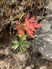 Geranium viscosissimum
