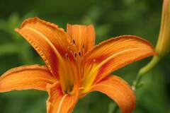 Hemerocallis