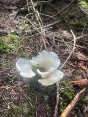 Pleurocybella porrigens