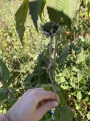 Helianthus mollis