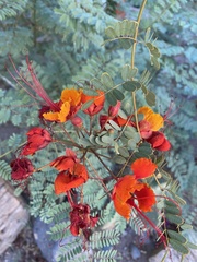 Caesalpinia