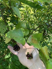 Smilax bona-nox