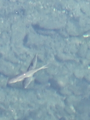 Ptychocheilus oregonensis