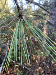 Pinus attenuata
