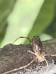 Oligolophinae