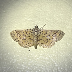 Polygrammodes eleuata