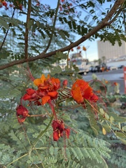 Caesalpinia