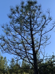 Pinus attenuata