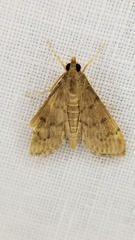 Herpetogramma phaeopteralis