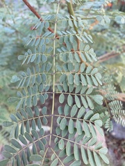 Caesalpinia