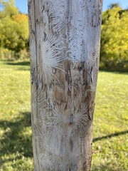 Scolytus