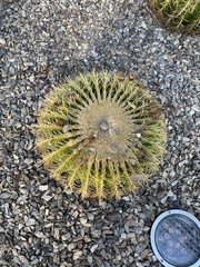 Kroenleinia grusonii