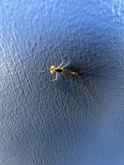 Stenacron interpunctatum