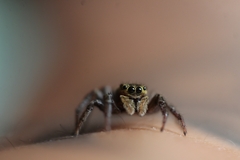 Hasarius adansoni
